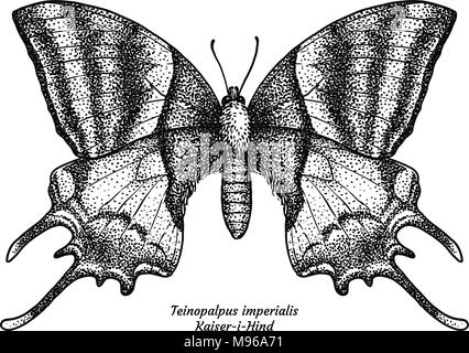 Teinopalpus imperialis, kaiser-i-hind, illustration, drawing, engraving, ink, line art, vector Stock Vector