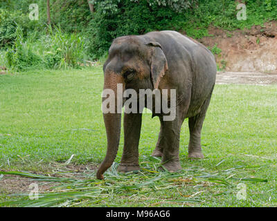 Young female Indian elephant eating grass while breaking between the show in elephant camp in northern part of Thailand Stock Photo