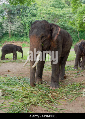 Old male Indian elephant eating grass while breaking between the show with family in the background in elephant camp in northern part of Thailand Stock Photo