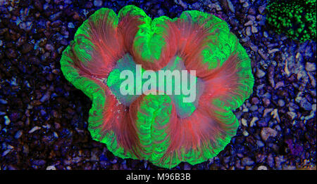 Open Brain LPS coral Stock Photo
