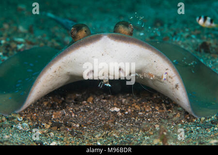 A Bluespotted Stingray, Dasyatis kuhlii, being cleaned by Cleaner Shrimp, Urocaridella antonbruunii, Lembeh Island, Lembeh Strait, Pacific Ocean, Indo Stock Photo