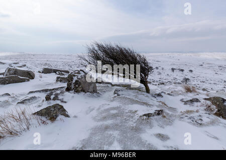 Lone tree on the slopes of Stowes Hill near Minions on Bodmin Moor Stock Photo