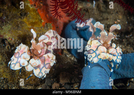A pair of Harlequin shrimp, Hymenocera elegans, Lembeh Island, Lembeh Strait, Pacific Ocean, Indonesia, Stock Photo