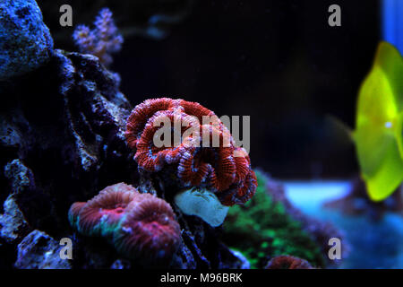 Red Acanthastrea LPS coral in aquarium tank Stock Photo