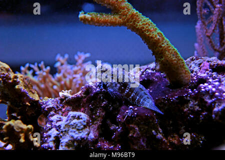 Sailfin Algae Blenny (Salarias fasciatus) Stock Photo