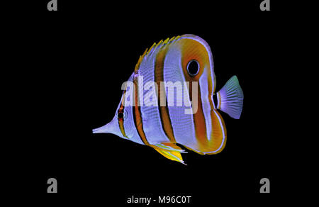 Copperband butterfly fish swim in coral reef aquarium tank Stock Photo