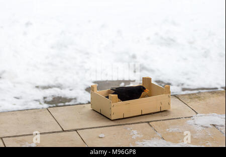 Eurasian Blackbird Turdus merula cabrerae eating food, poured into a wooden box. Feeding the birds in winter. Protection and love to nature concept. S Stock Photo