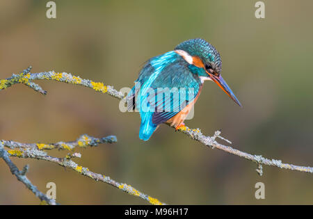 Alcedo atthis (adult female Kingfisher bird) perched on a twig on a cold day in Winter in Arundel, West Sussex, England, UK. Stock Photo