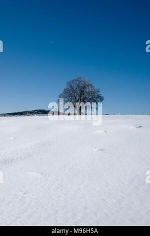 beautiful ancient oak tree covered with permafrost on a clear sunny winter’s day high up in the Cevennes, France Stock Photo