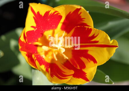 Close up of centre of red and yellow variegated tulip with yellow stamens Stock Photo