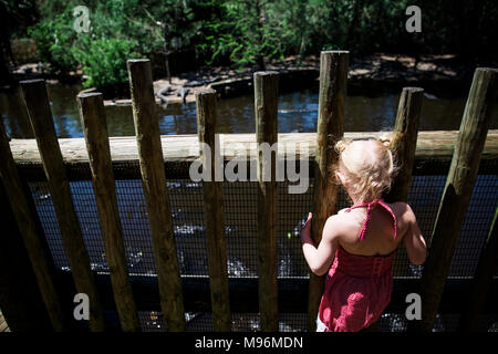 Girl peeking through wooden fencing at zoo Stock Photo