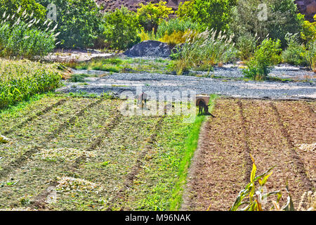Self-sufficient labor-intensive farming in Morocco. Traditional sustainable agriculture. Stock Photo