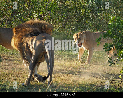 1 lioness (Panthera leo) female protective mother of hidden cubs snarling at 2 males in violent confrontation in Masai Mara, Kenya, Africa Stock Photo