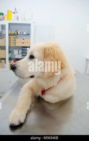 Golden Retriever puppy at vets being examined. Stock Photo