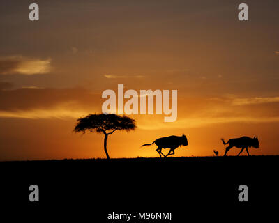 blue wildebeest, or brindled gnu (Connochaetes taurinus) silhouetted running at speed against skyline at sunset in Masai Mara, Kenya, Africa Stock Photo