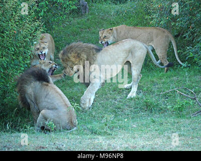 3 lionesses (Panthera leo) protective females snarling at 2 big males in violent conflict in Masai Mara Conservancies, Kenya, Africa Stock Photo