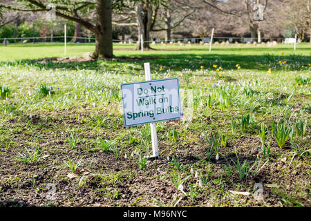 Do not walk on spring bulbs sign with the daffodils and purple and white crocuses in the background signpost warning blooming flowering Stock Photo