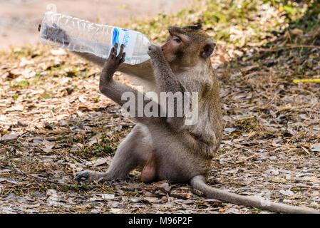 A macaque monkey opens and drinks from a water bottle left behind by people, Cambodia Stock Photo