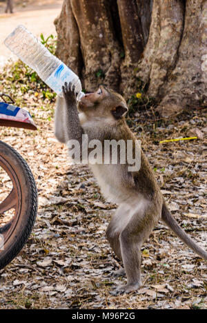 A macaque monkey opens and drinks from a water bottle left behind by people, Cambodia Stock Photo