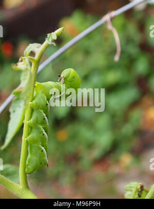 A bright, fat, hungry green Tomato Hornworm climbs a tomato plant in a cage in backyard garden. Stock Photo