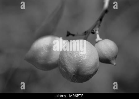 Unripened lemons hanging from tree in black and white Stock Photo