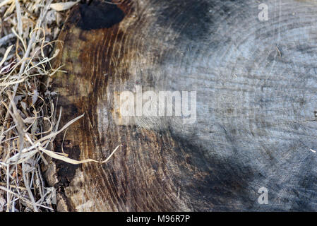 overhead view of old weathered cut tree stump in dry grass for use as background Stock Photo