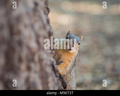 Close up shot of a cute little squirrel, photo took at Los Angeles Stock Photo