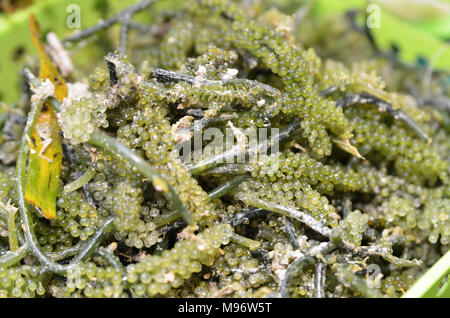 Seaweed , Oval sea grapes seaweed. Healthy Food. Stock Photo