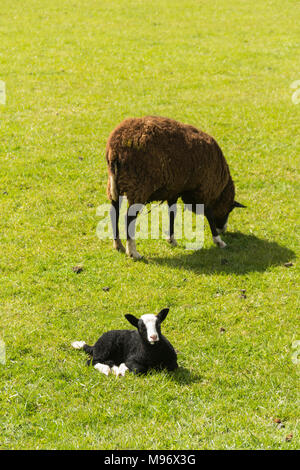 Zwartble lamb and ewe in a field in north-west England. Zwartbles originated as a sheep breed in the Friesland region of the Netherlands. From being l Stock Photo