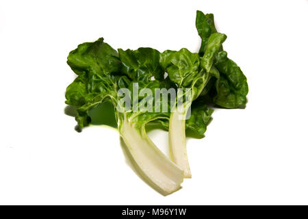 Silver swiss chard, silverbeet leaves on white background Stock Photo