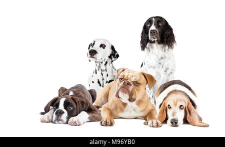 Many different dog breeds in front of white background, isolated Stock Photo