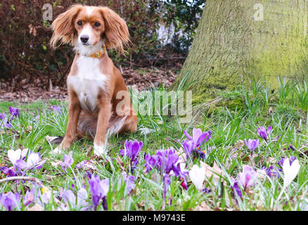 Gravesend, United Kingdom. 23rd March, 2018. A cute dog plays in pretty spring crocuses in Gravesend in Kent. The dog is an 11 month old cockapoo called Pip.  Rob Powell/Ģ����ý Live News Stock Photo