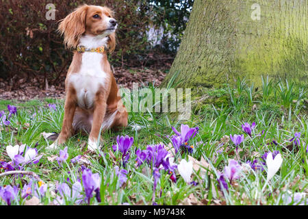 Gravesend, United Kingdom. 23rd March, 2018. A cute dog plays in pretty spring crocuses in Gravesend in Kent. The dog is an 11 month old cockapoo called Pip.  Rob Powell/Ģ����ý Live News Stock Photo