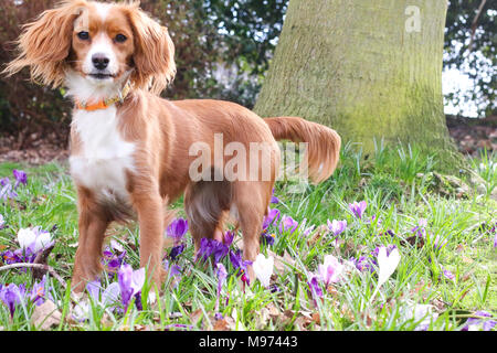 Gravesend, United Kingdom. 23rd March, 2018. A cute dog plays in pretty spring crocuses in Gravesend in Kent. The dog is an 11 month old cockapoo called Pip.  Rob Powell/Ģ����ý Live News Stock Photo