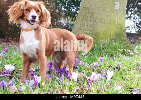 Gravesend, United Kingdom. 23rd March, 2018. A cute dog plays in pretty spring crocuses in Gravesend in Kent. The dog is an 11 month old cockapoo called Pip.  Rob Powell/Ģ����ý Live News Stock Photo