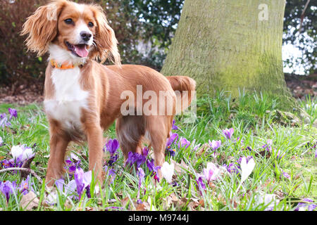 Gravesend, United Kingdom. 23rd March, 2018. A cute dog plays in pretty spring crocuses in Gravesend in Kent. The dog is an 11 month old cockapoo called Pip.  Rob Powell/Ģ����ý Live News Stock Photo
