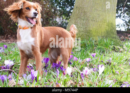 Gravesend, United Kingdom. 23rd March, 2018. A cute dog plays in pretty spring crocuses in Gravesend in Kent. The dog is an 11 month old cockapoo called Pip.  Rob Powell/Ģ����ý Live News Stock Photo
