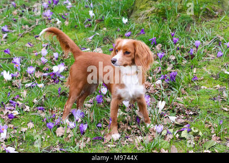 Gravesend, United Kingdom. 23rd March, 2018. A cute dog plays in pretty spring crocuses in Gravesend in Kent. The dog is an 11 month old cockapoo called Pip.  Rob Powell/Ģ����ý Live News Stock Photo