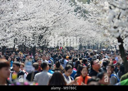 Nanjing, China's Jiangsu Province. 23rd Mar, 2018. People view cherry blossoms on the Jimingsi road in Nanjing, east China's Jiangsu Province, March 23, 2018. Credit: Yang Suping/Xinhua/Alamy Live News Stock Photo