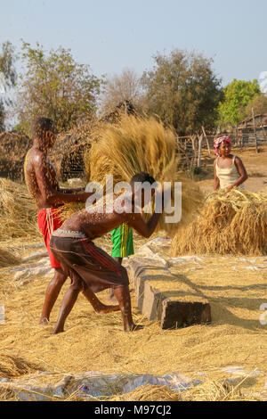 Wheat harvesting Separating the chaff from the straw. Photographed in Madagascar Stock Photo