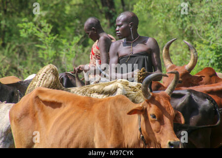 Mursi tribeswomen herding cattle Africa, Ethiopia, Debub Omo Zone, Mursi tribe is a nomadic cattle herder ethnic group located in Southern Ethiopia, c Stock Photo