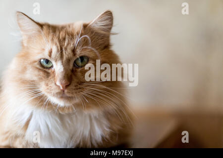 Cute funny fluffy red cat with white spots Stock Photo