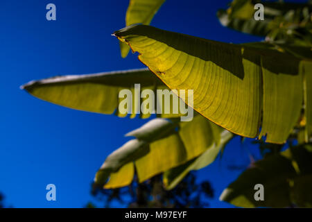 A banana tree and its fronds in close-up in a rainforest in Jamaica, Caribbean islands. Stock Photo