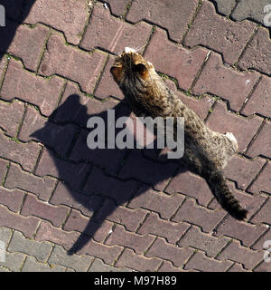 Cat and shadow at the street from high angle view. Stock Photo