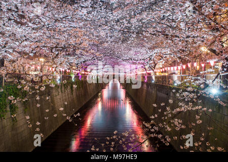 Cherry blossom lined Meguro Canal at night in Tokyo, Japan. Springtime in April in Tokyo, Japan. Stock Photo