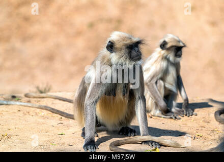 Gray langur monkeys at Sahasralinga Talav in Patan - Gujarat State of India Stock Photo