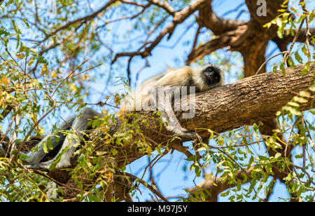 Gray langur monkeys at Sahasralinga Talav in Patan - Gujarat State of India Stock Photo