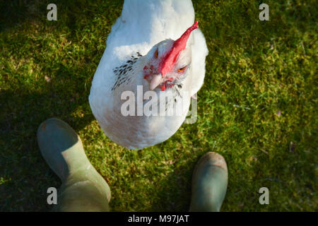 Light Sussex chicken looking up at owner Stock Photo