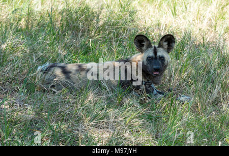 african wild dog laying in the grass in wild life safari park africa Stock Photo