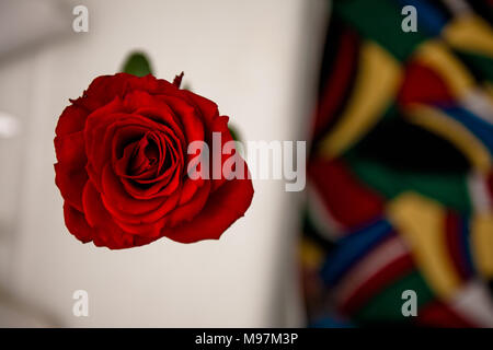 A rose photographer from above sitting on a window seal Stock Photo